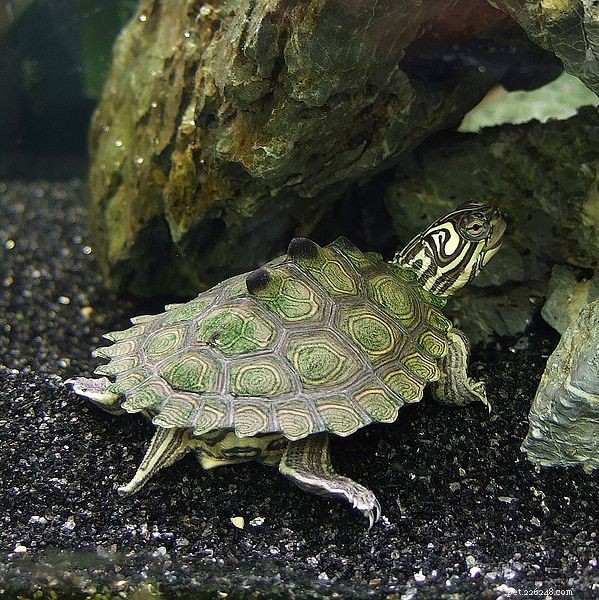 Affordable, Expert-Approved Terrariums for Sliders, Painted Turtles & More – Part 1
