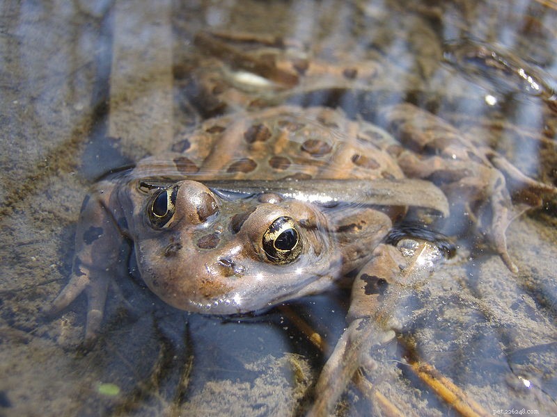 Is Your Amphibian Struggling to Catch Insects? Vitamin A Deficiency May Be the Culprit