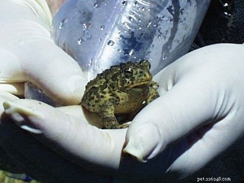 Is Your Amphibian Struggling to Catch Insects? Vitamin A Deficiency May Be the Culprit