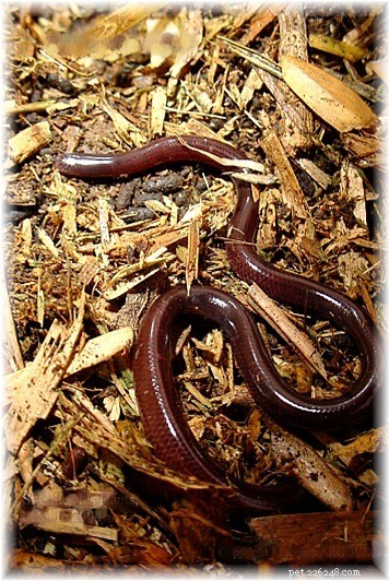 New 2010 Lizard Discoveries: Unique Species & Surprising Facts