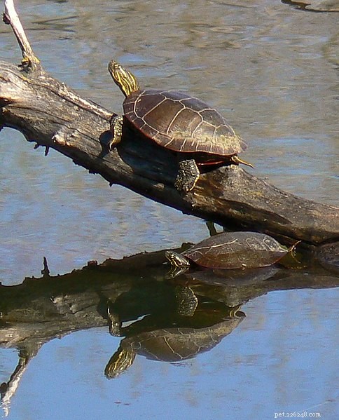 Driftwood Submerged Platforms for Aquatic Reptiles & Amphibians – Expert Guide Part 2