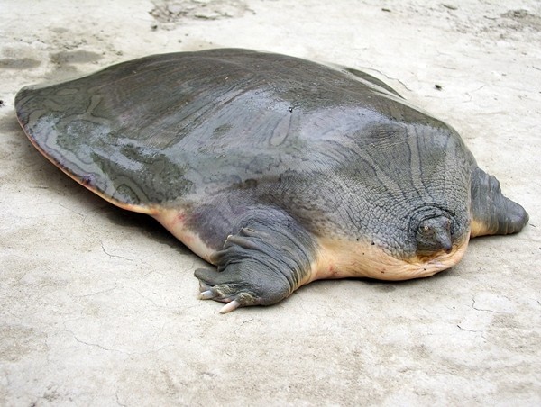 Affordable Turtle Habitats: Budget-Friendly Setups for Sliders, Painted Turtles & More – Part 2