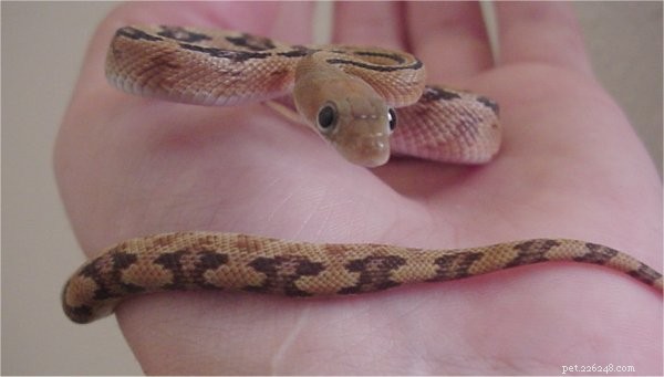 Trans-Pecos Ratsnake Care Guide: Natural History & Housing Tips – Part 2