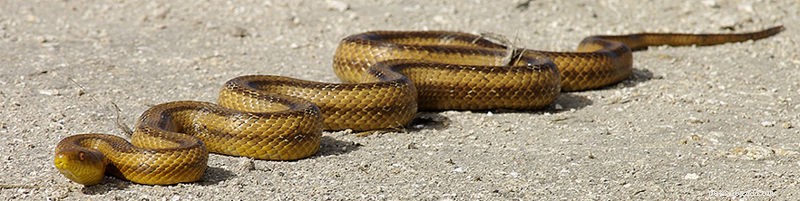 Trans-Pecos Ratsnake Care Guide: Natural History & Housing Tips – Part 2