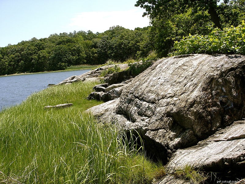 Urban Herping: Uncovering New York City’s Snake Diversity