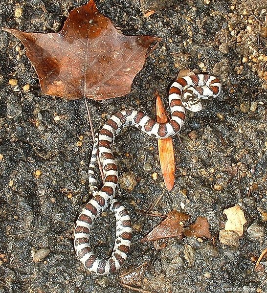 Urban Herping: Uncovering New York City’s Snake Diversity