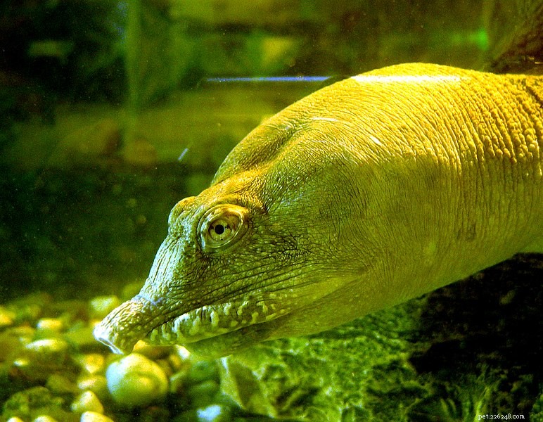 Turtles Move Toward Heat Inside Eggs: Uncovering Temperature s Role in Sex Determination
