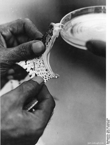 Reptile Authority Bill Haast Dies at 100, Leaves Legacy of Antivenom Innovation
