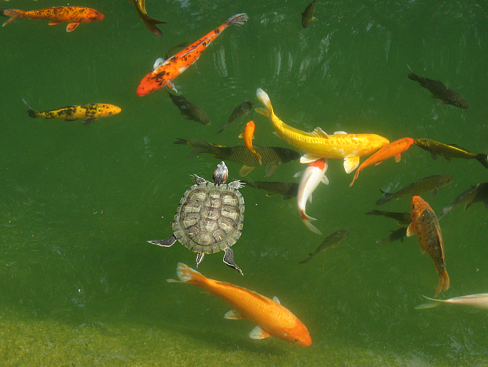 Salmonella Risks in African Dwarf Clawed Frogs: What Pet Owners Need to Know