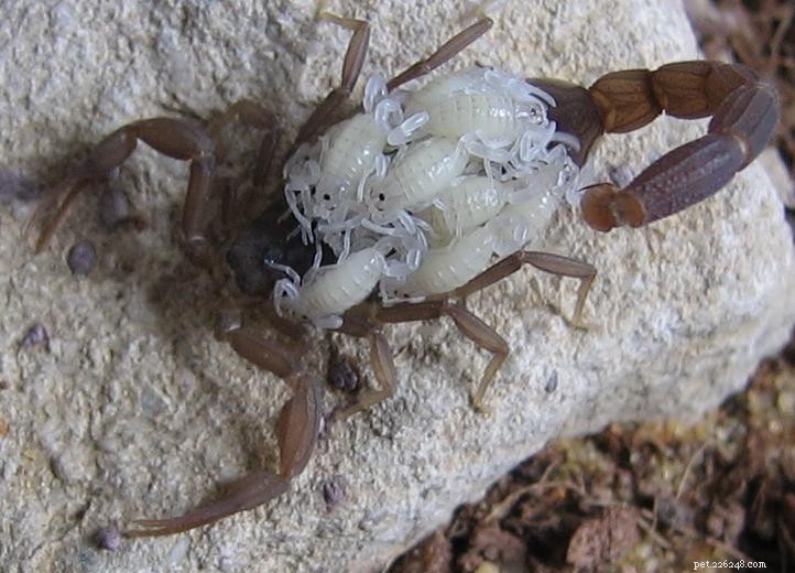 Veterinary Care for Emperor Scorpions: Challenges & Emerging Treatments