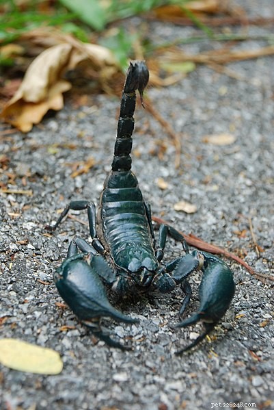 Veterinary Care for Emperor Scorpions: Challenges & Emerging Treatments