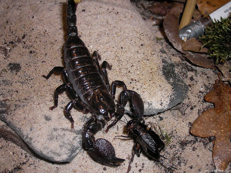 Veterinary Care for Emperor Scorpions: Challenges & Emerging Treatments