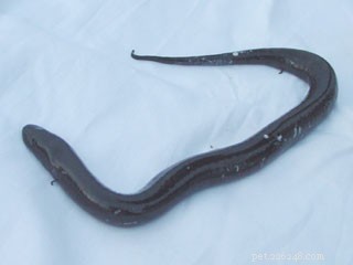 How Snakes Lost Their Legs: New Tech Sheds Light on Evolutionary Secrets