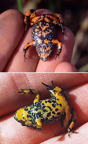 Mastering Fire-Bellied Toad Breeding: Expert Tips for Successful Captive Reproduction