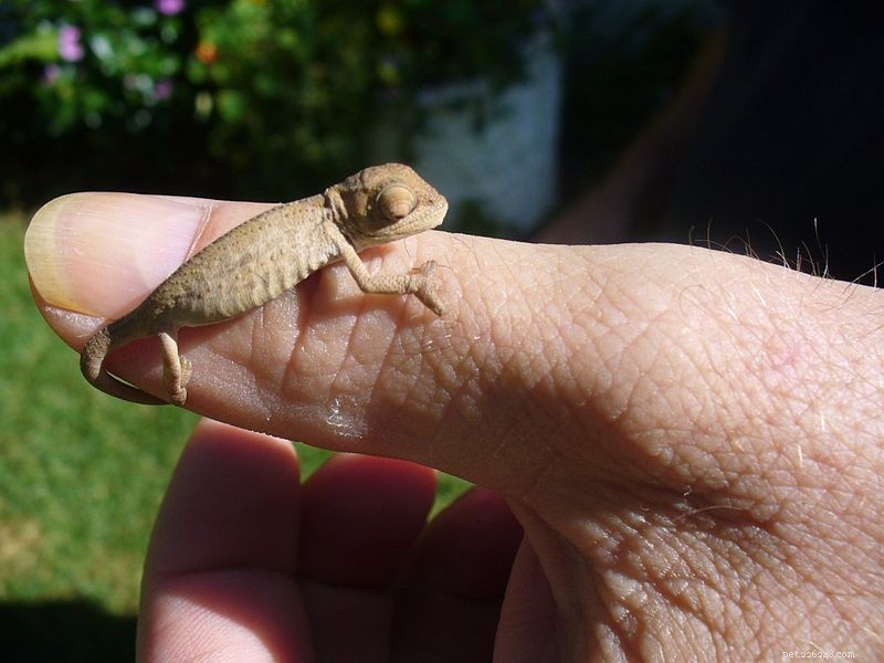 Chameleon Insights: Rare Belalanda Species, Pet Care Tips, and Fresh Research
