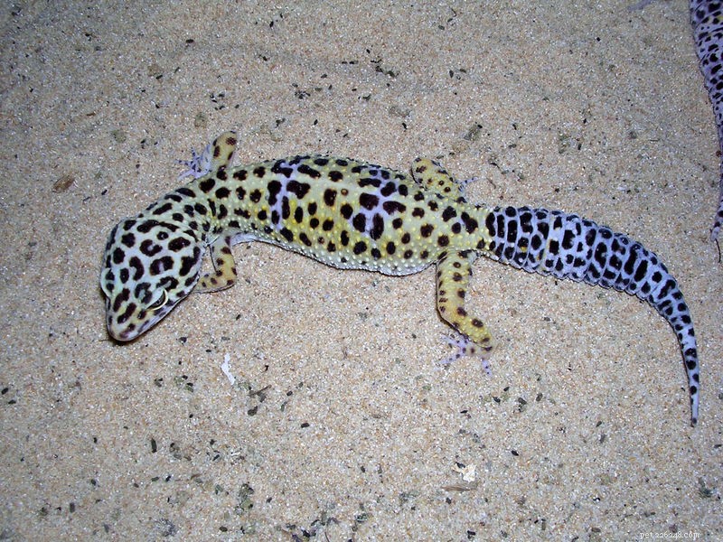 Leopard Geckos in the Wild: Unveiling the Natural History of a Beloved Pet