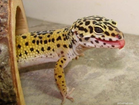 Leopard Geckos in the Wild: Unveiling the Natural History of a Beloved Pet
