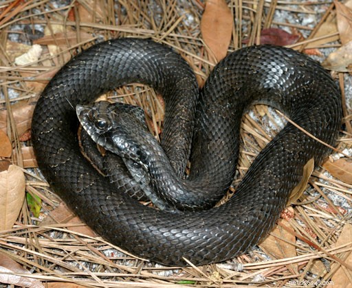Groundbreaking Field Research Uncovers Novel Feeding Patterns in Reptiles and Amphibians