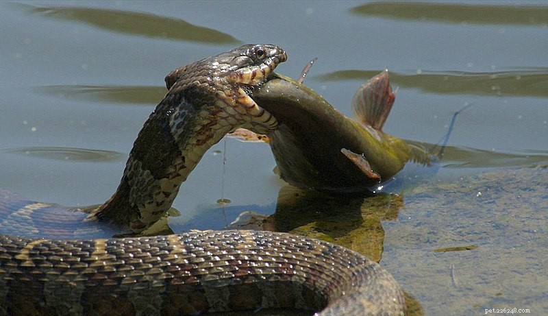 Groundbreaking Field Research Uncovers Novel Feeding Patterns in Reptiles and Amphibians