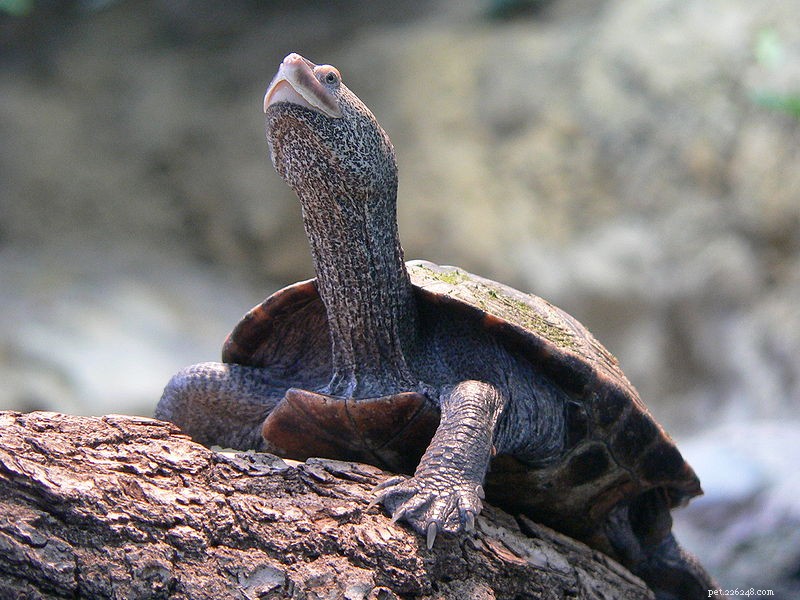 12 Million U.S. Freshwater Turtles Exported in Five Years – How You Can Help