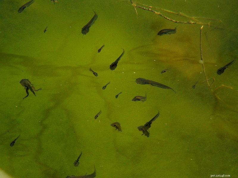 Mastering African Clawed Frog Breeding: Proven Techniques & Care