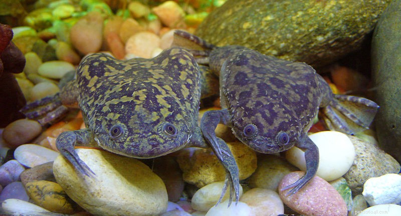 Mastering African Clawed Frog Breeding: Proven Techniques & Care