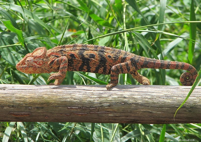Optimal Chameleon Nutrition: A Comprehensive Guide to Healthy Diets