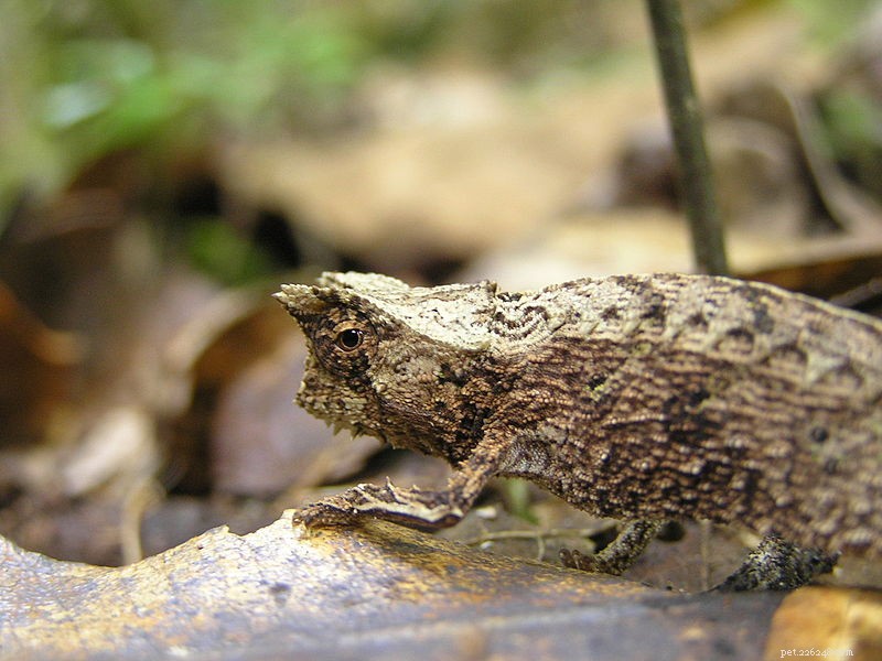 Optimal Chameleon Nutrition: A Comprehensive Guide to Healthy Diets