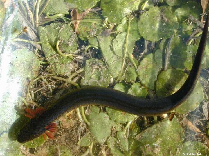 Greater Siren (Siren lacertina): Natural History, Care, and Fascinating Behaviors