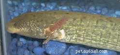 Greater Siren (Siren lacertina): Natural History, Care, and Fascinating Behaviors