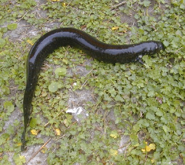 Greater Siren (Siren lacertina): Natural History, Care, and Fascinating Behaviors