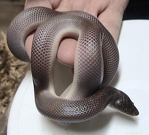 Calabar Ground & Mexican Dwarf Pythons: Rare Burrowers Every Python Enthusiast Should Know