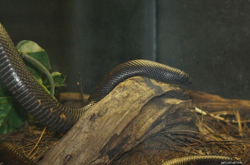 Calabar Ground & Mexican Dwarf Pythons: Rare Burrowers Every Python Enthusiast Should Know