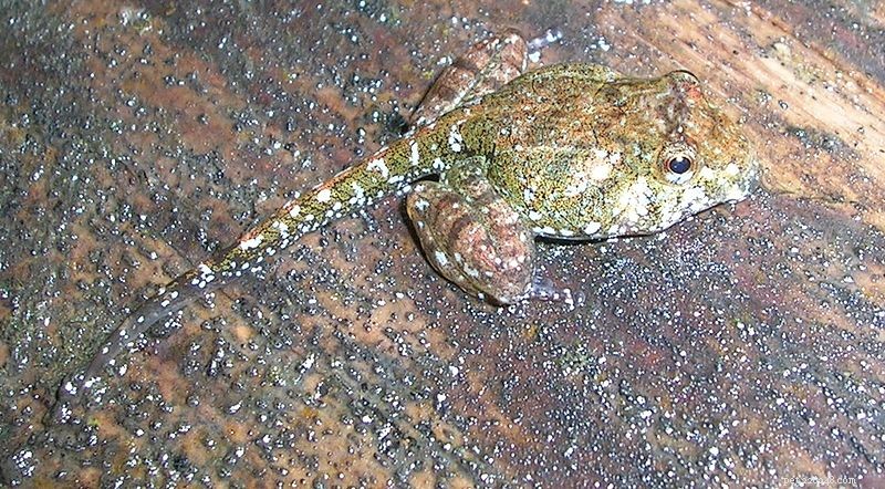 Brown Leaping Frog Tadpoles Thrive in Trees, Feeding on Wood – A Rare Discovery