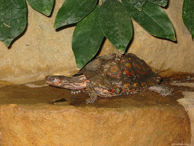 Reptile Hobbyists: Champions of Conservation or Contributors to Declines?
