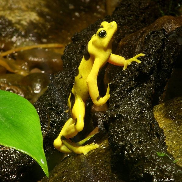 Rediscovered Borneo Rainbow Toad: After 87 Years, the Elusive Ansonia latidisca Returns
