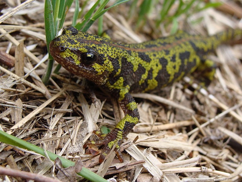Optimal Diet for Captive Newts & Mexican Axolotls: Expert Feeding Guide