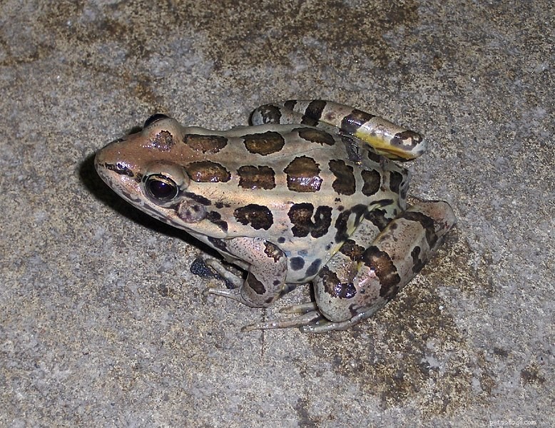 Pickerel Frog (Lithobates palustris): Natural History & Expert Care Guide