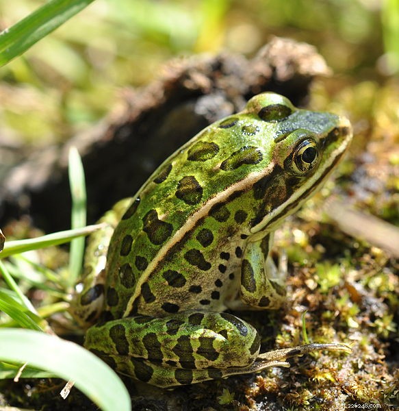 Pickerel Frog (Lithobates palustris): Natural History & Expert Care Guide