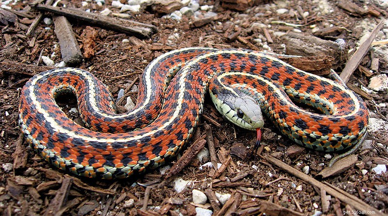 Top 5 Beginner-Friendly Snake Pets for Reptile Enthusiasts