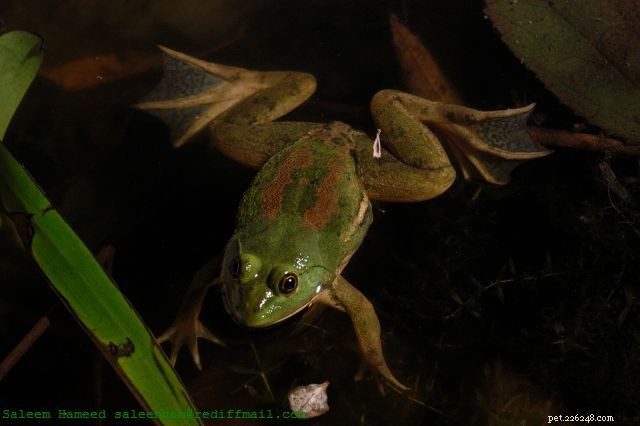 Unregulated Frog Leg Trade Endangers Millions of Frogs and Threatens Global Amphibian Diversity