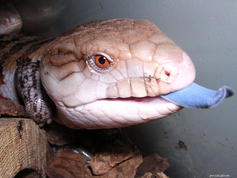 Lizard Societies: The Great Desert Skink Builds Complex Family Homes