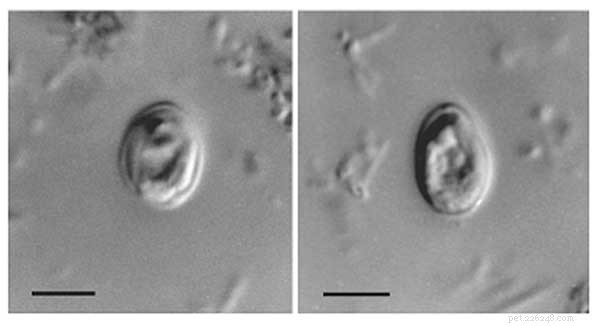 New Diagnostic Test for Cryptosporidiosis in Reptiles