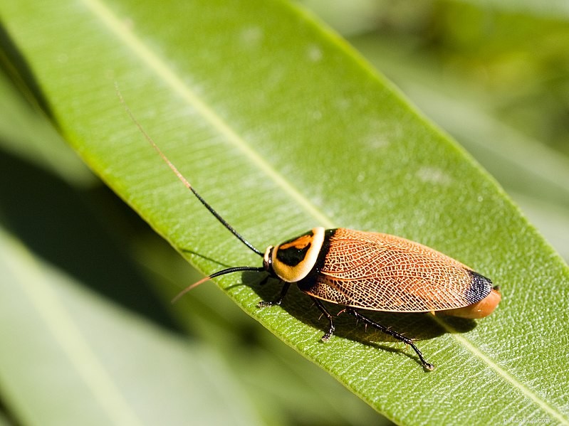 New Cockroach Species Discovered at Tourist Resort Can Leap Like a Grasshopper