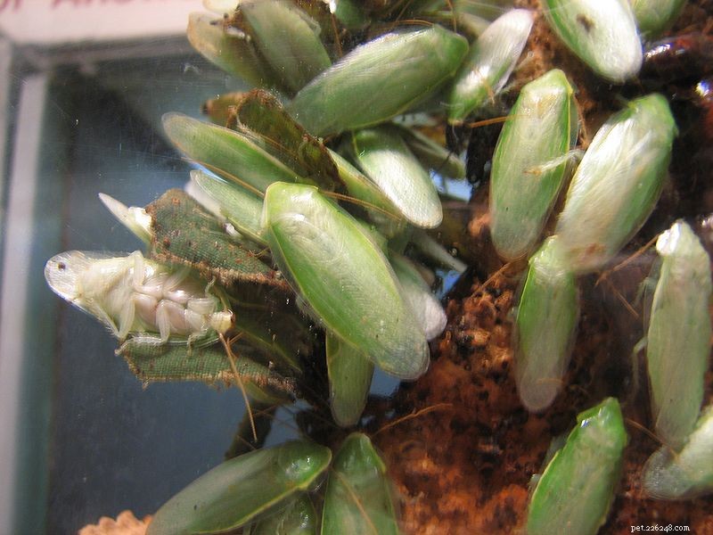 New Cockroach Species Discovered at Tourist Resort Can Leap Like a Grasshopper
