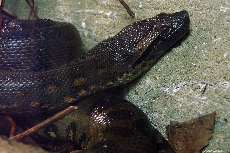 Captive Care for the World’s Largest Snake: Managing the Green Anaconda