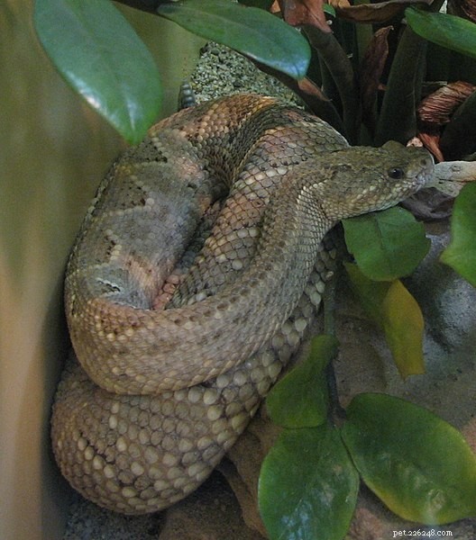 Discover the Aruba Island Rattlesnake: The World s Rarest Viper