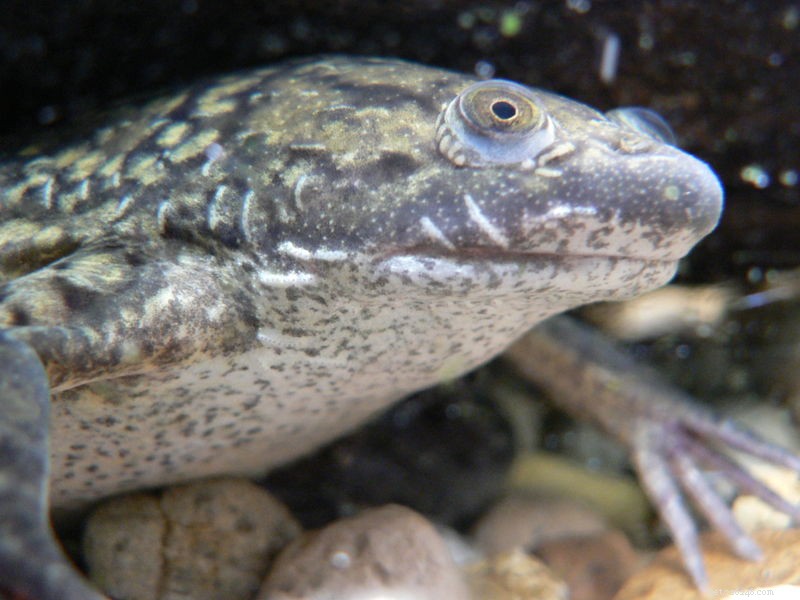 Optimal Feeding Strategies for African Clawed Frogs: Two Proven Diets for Longevity and Breeding