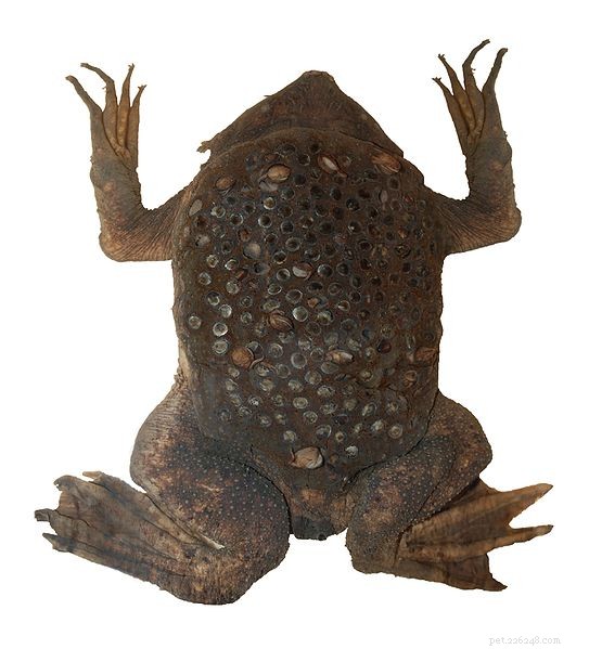 Optimal Feeding Strategies for African Clawed Frogs: Two Proven Diets for Longevity and Breeding