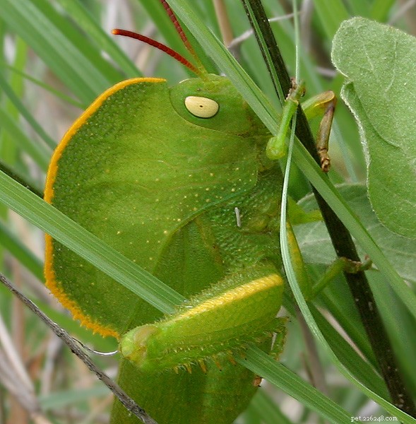 Breeding and Rearing Grasshoppers & Locusts for Premium Reptile & Amphibian Nutrition